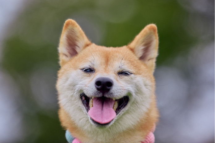 柴犬 柴犬