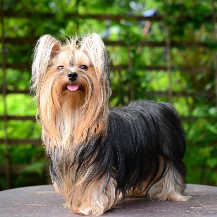 ヨークシャーテリア