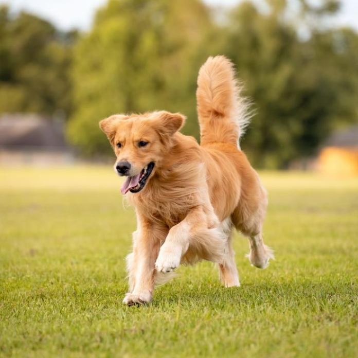 ゴールデンレトリバー