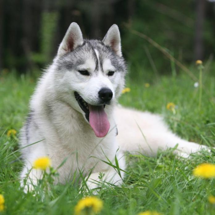 シベリアンハスキー