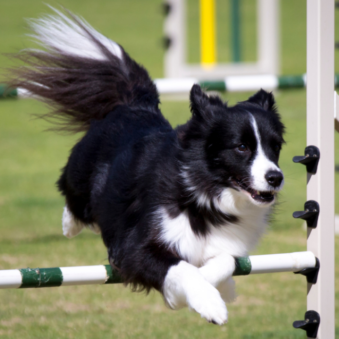 ボーダーコリー