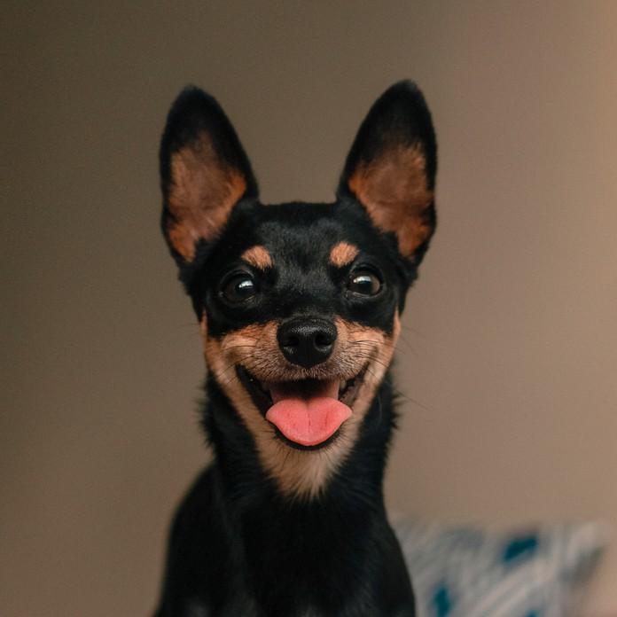 ミニチュアピンシャー