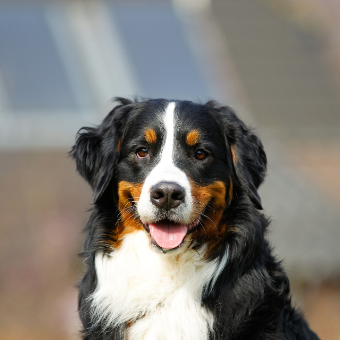 バーニーズ・マウンテン・ドッグ