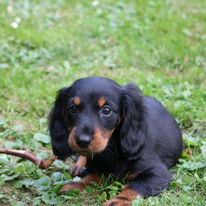 ミニチュアダックスフンド