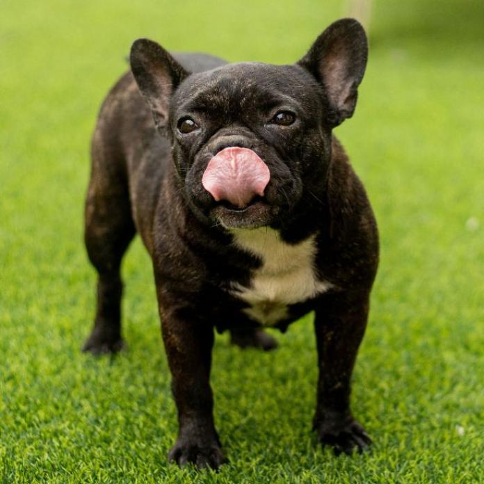 フレンチブルドッグ